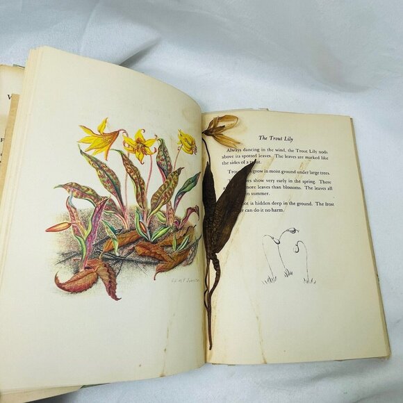 Book of Wildflower 1939 with Pressed Floral Lady Slipper  Margaret McKenny - Picture 11 of 11